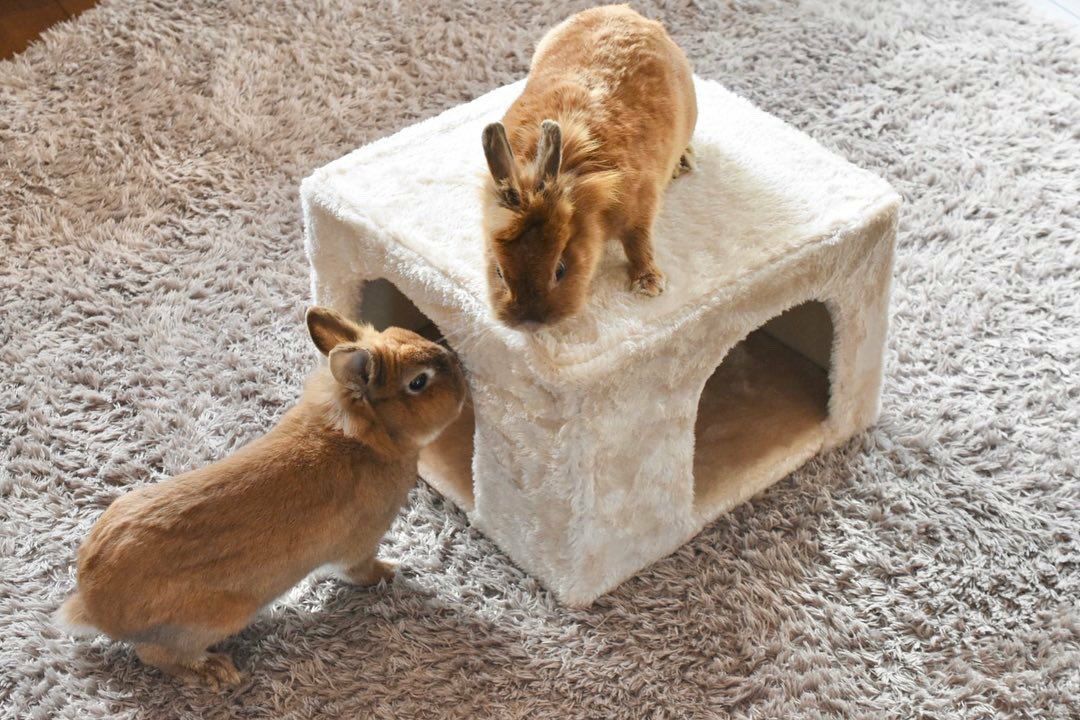 小動物用 おもちゃ TRIXIE トリクシー 知育玩具 ラビットカドリー
