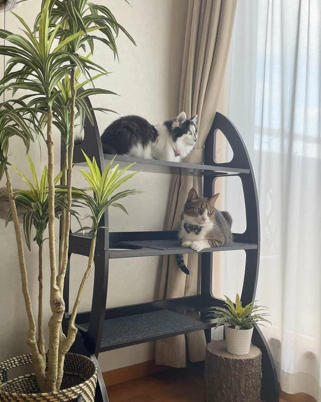 猫 タワー PENNPLAX キャットウォーク 2in1 ドア掛け 穴あき