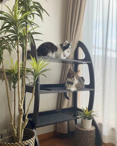 猫 タワー PENNPLAX キャットウォーク 2in1 ドア掛け 穴あき
