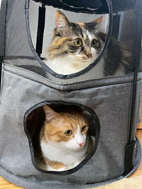 猫用 キャットタワー K&Hペットプロダクツ キティタワー ダークデニム