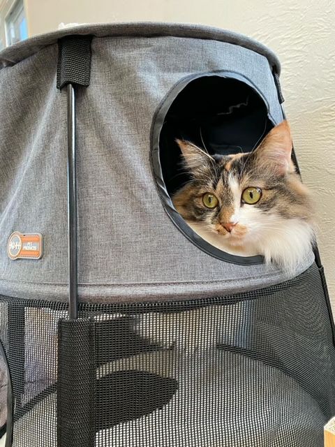猫用 キャットタワー K&Hペットプロダクツ キティタワー ダークデニム