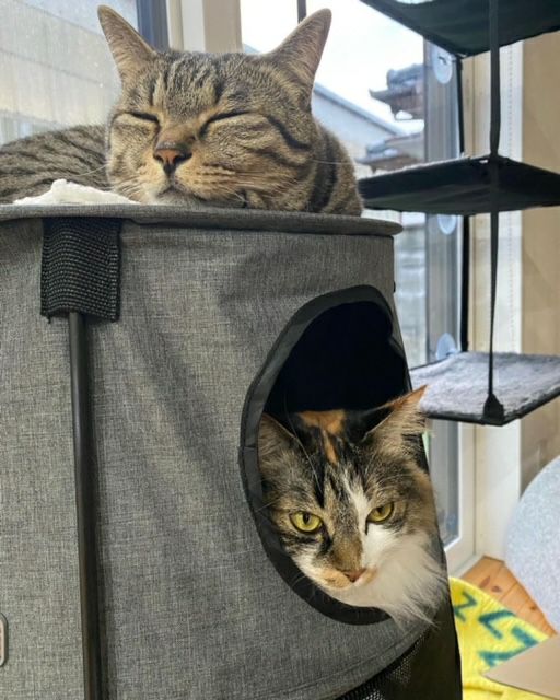 猫用 キャットタワー K&Hペットプロダクツ キティタワー ダークデニム