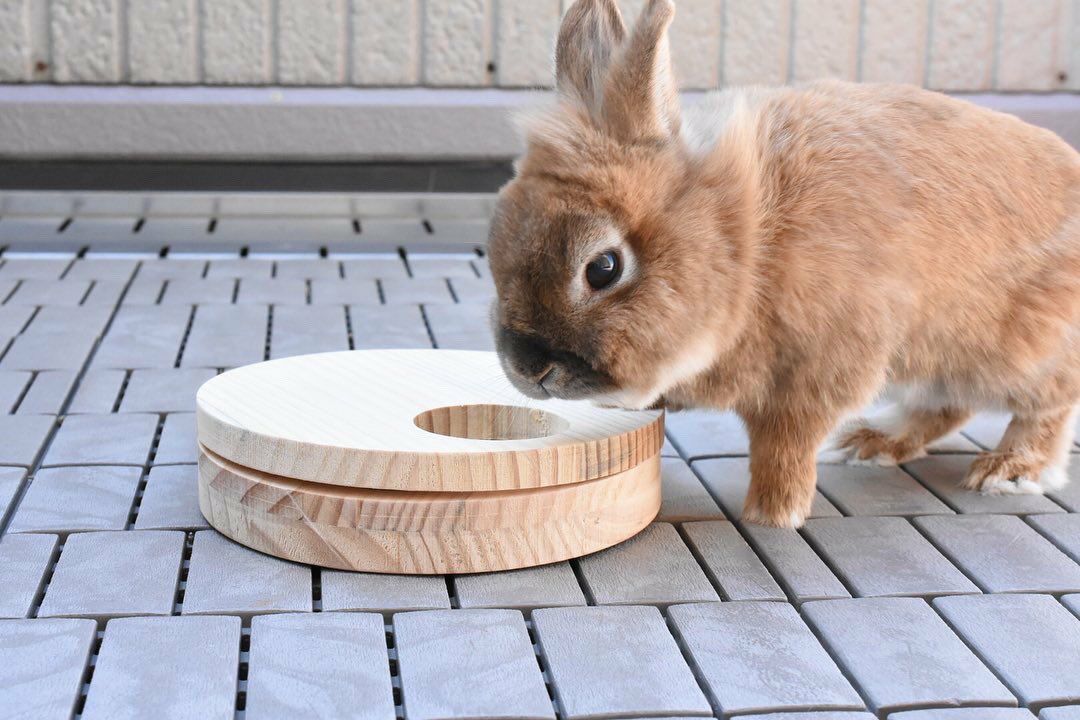 小動物用品 クリアフロント30 クリスタル | ジェックス株式会社