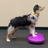 犬用 アジリティ用品 FitPAWS フレキシネスツインディスク マゼンダ