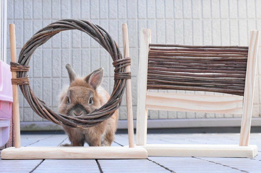小動物用 おもちゃ TRIXIE トリクシー ラビットアジリティセット 小動物用 おもちゃ TRIXIE トリクシー ラビットアジリティセット