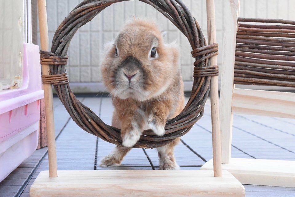 小動物用 おもちゃ TRIXIE トリクシー ラビットアジリティセット