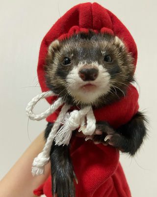 フェレットの洋服セット 小動物用 フェレット 服 MarshalPet マーシャルペット フェレットの服