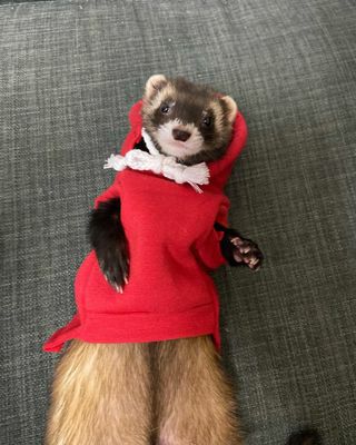 小動物用 フェレット 服 MarshalPet マーシャルペット フェレットの服