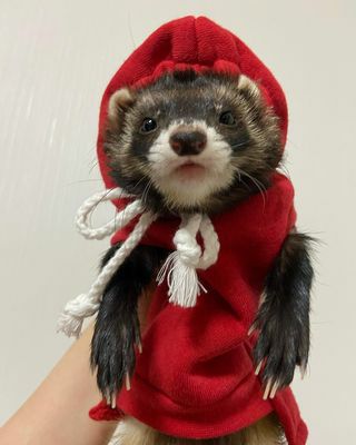 小動物用 フェレット 服 MarshalPet マーシャルペット フェレットの服