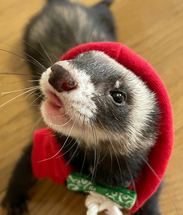 小動物用 フェレット 服 MarshalPet マーシャルペット フェレットの服