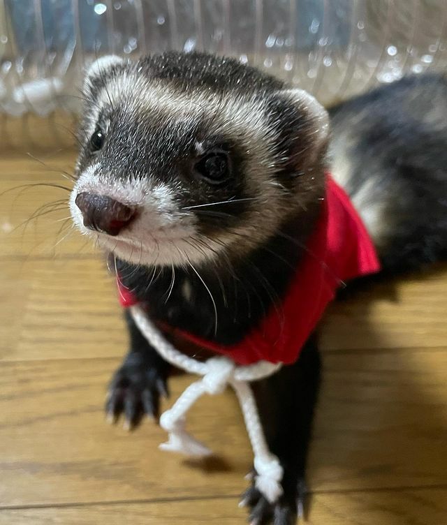小動物用 フェレット 服 MarshalPet マーシャルペット フェレットの服