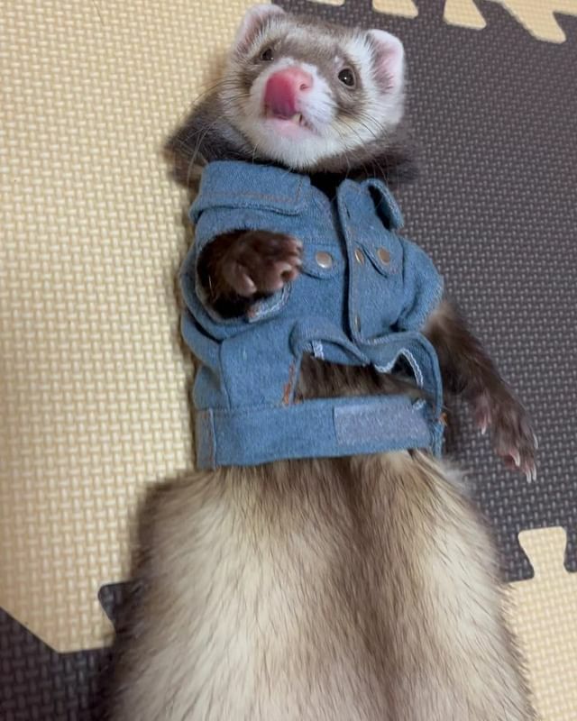 小動物用 フェレット 服 MarshalPet マーシャルペット フェレットの服