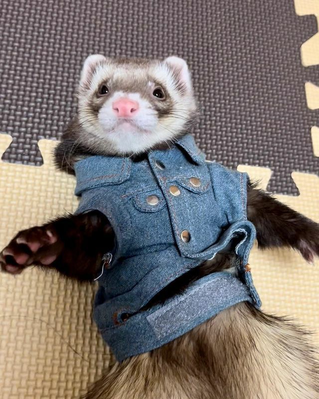 小動物用 フェレット 服 MarshalPet マーシャルペット フェレットの服