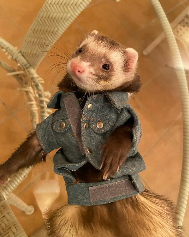 小動物用 フェレット 服 MarshalPet マーシャルペット フェレットの服