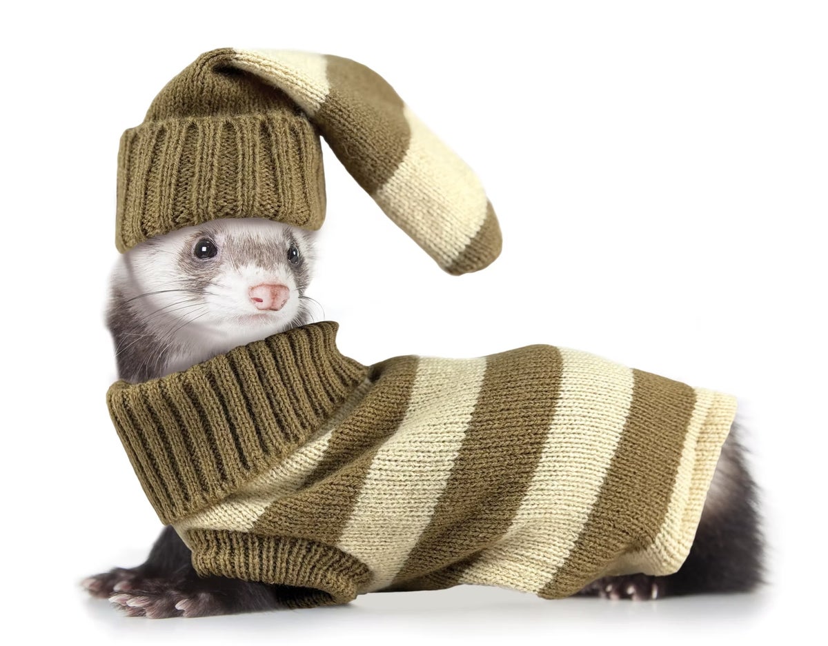 小動物用 フェレット 服 MarshalPet マーシャルペット フェレットの服 ハット＆スエットセット