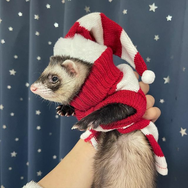 フェレットの洋服セット 小動物用 フェレット 服 MarshalPet マーシャルペット フェレットの服