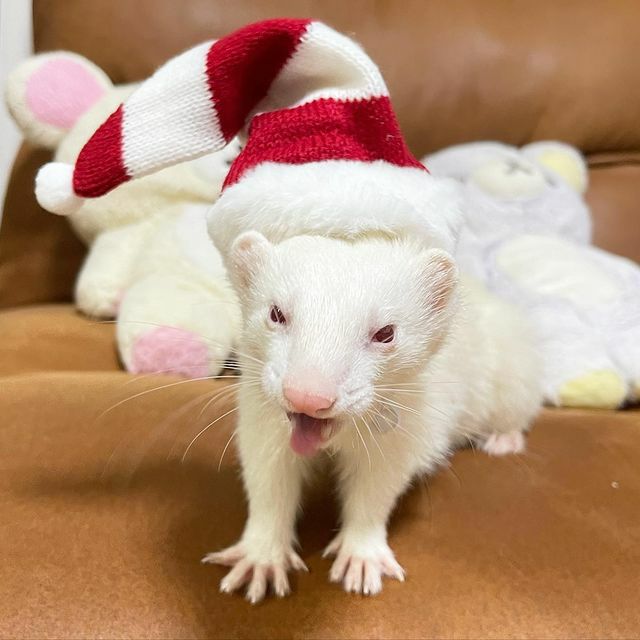 小動物用 フェレット 服 MarshalPet マーシャルペット フェレットの服