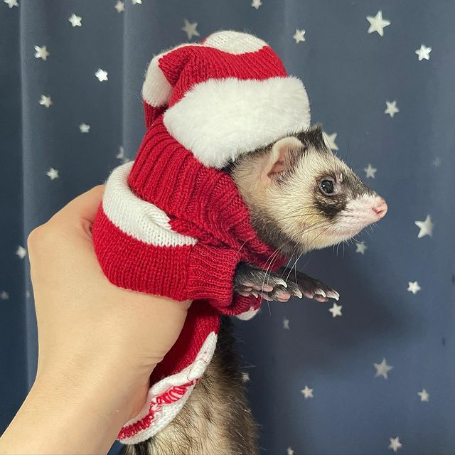 小動物用 フェレット 服 MarshalPet マーシャルペット フェレットの服