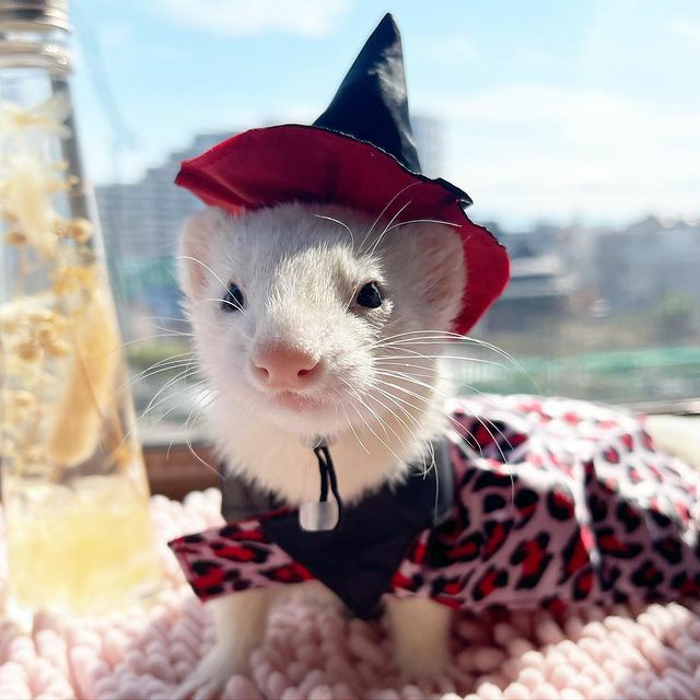 小動物用 フェレット 服 MarshalPet マーシャルペット フェレットの服