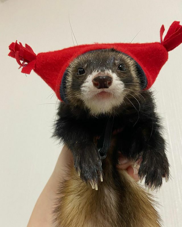 小動物用 ケージ Marshal Pet マーシャルペット ベタービュー