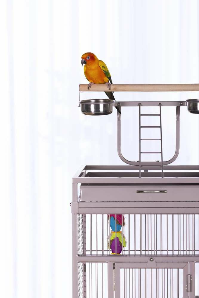 バードケージ 鳥かご｜プレビューペット PrevuePet アイアンセレクト