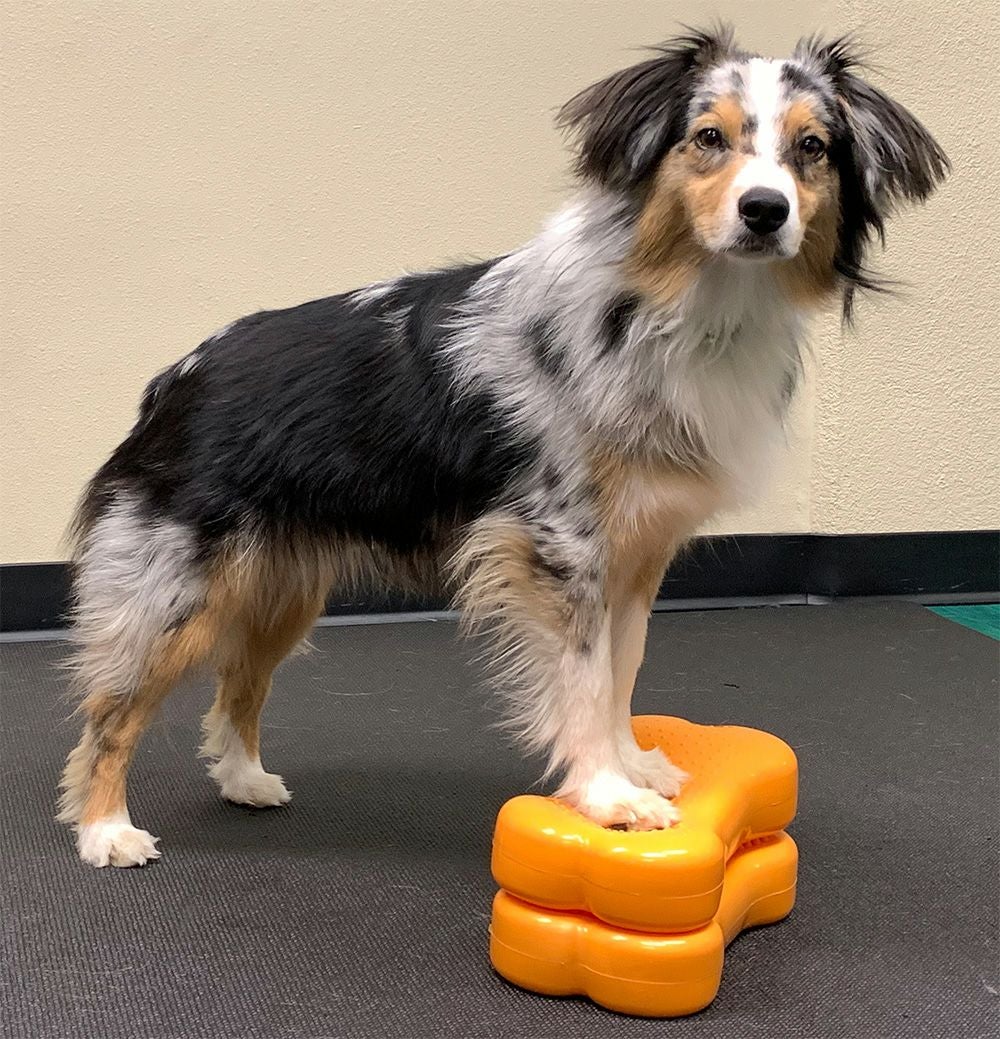 日本総輸入元】FitPAWS ミニ・フィットボーン｜超小型犬バランスボール