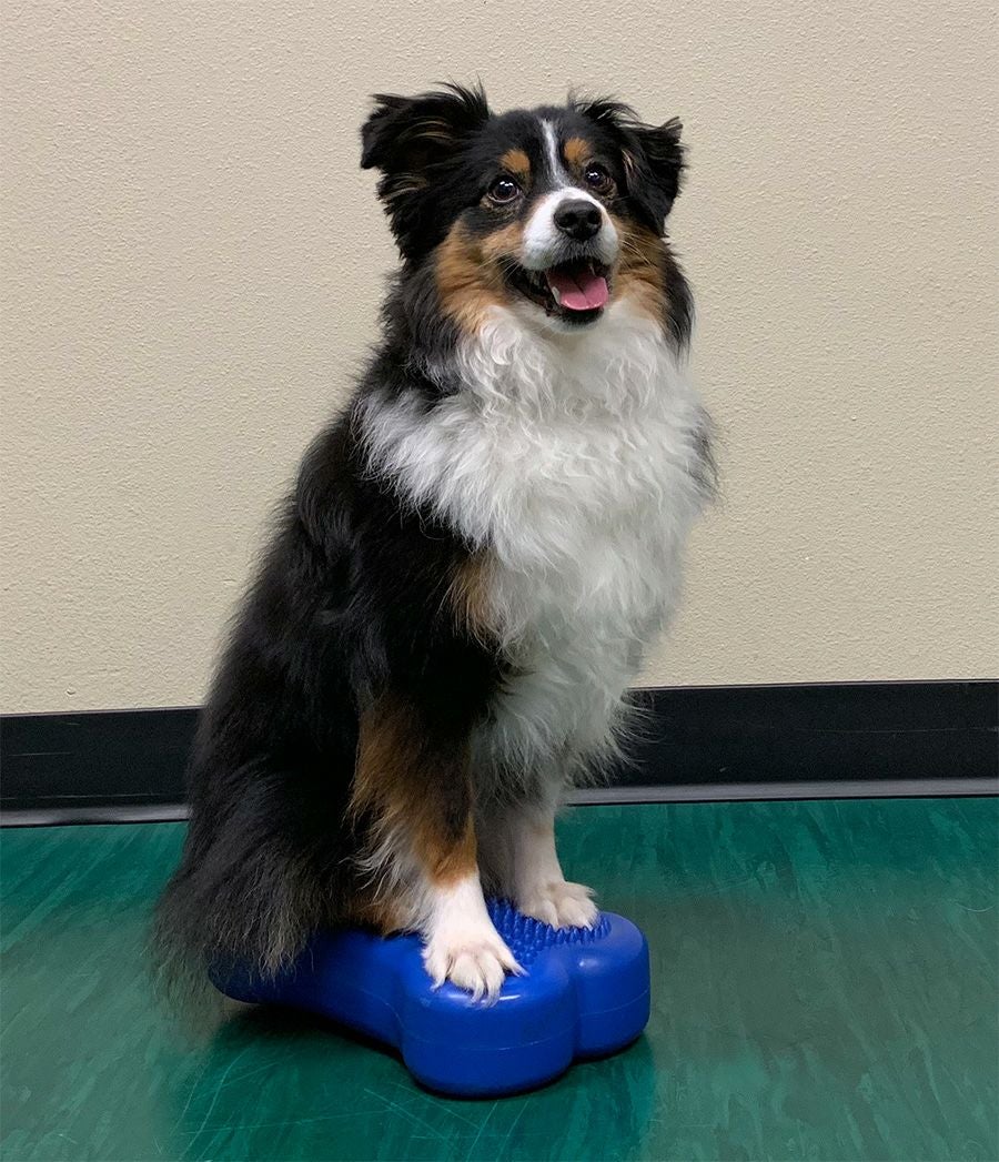 犬用 体幹トレーニング｜FitPAWS CanineGym K9FITbone MINI マンゴー