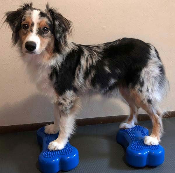 犬用 体幹トレーニング｜FitPAWS CanineGym K9FITbone MINI ラズベリー