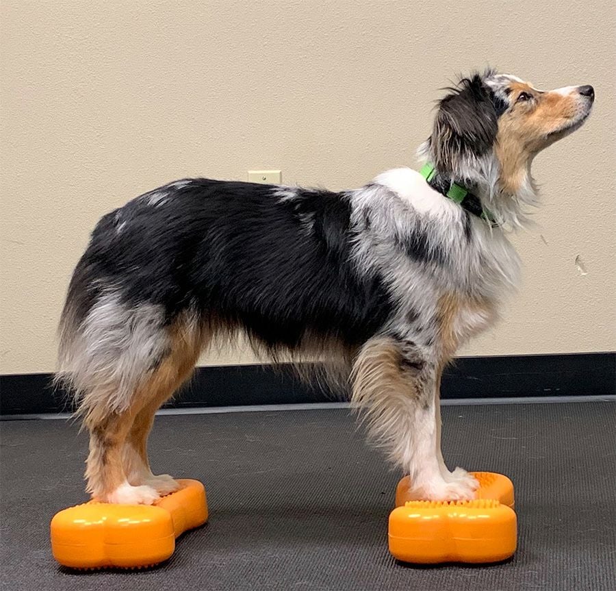 犬用 体幹トレーニング｜FitPAWS CanineGym K9FITbone MINI ラズベリー