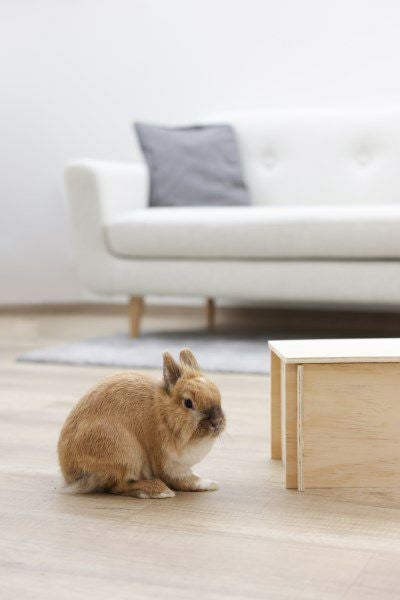 うさぎ ハウス KERBL ハウス ロデントキャビン 小動物用