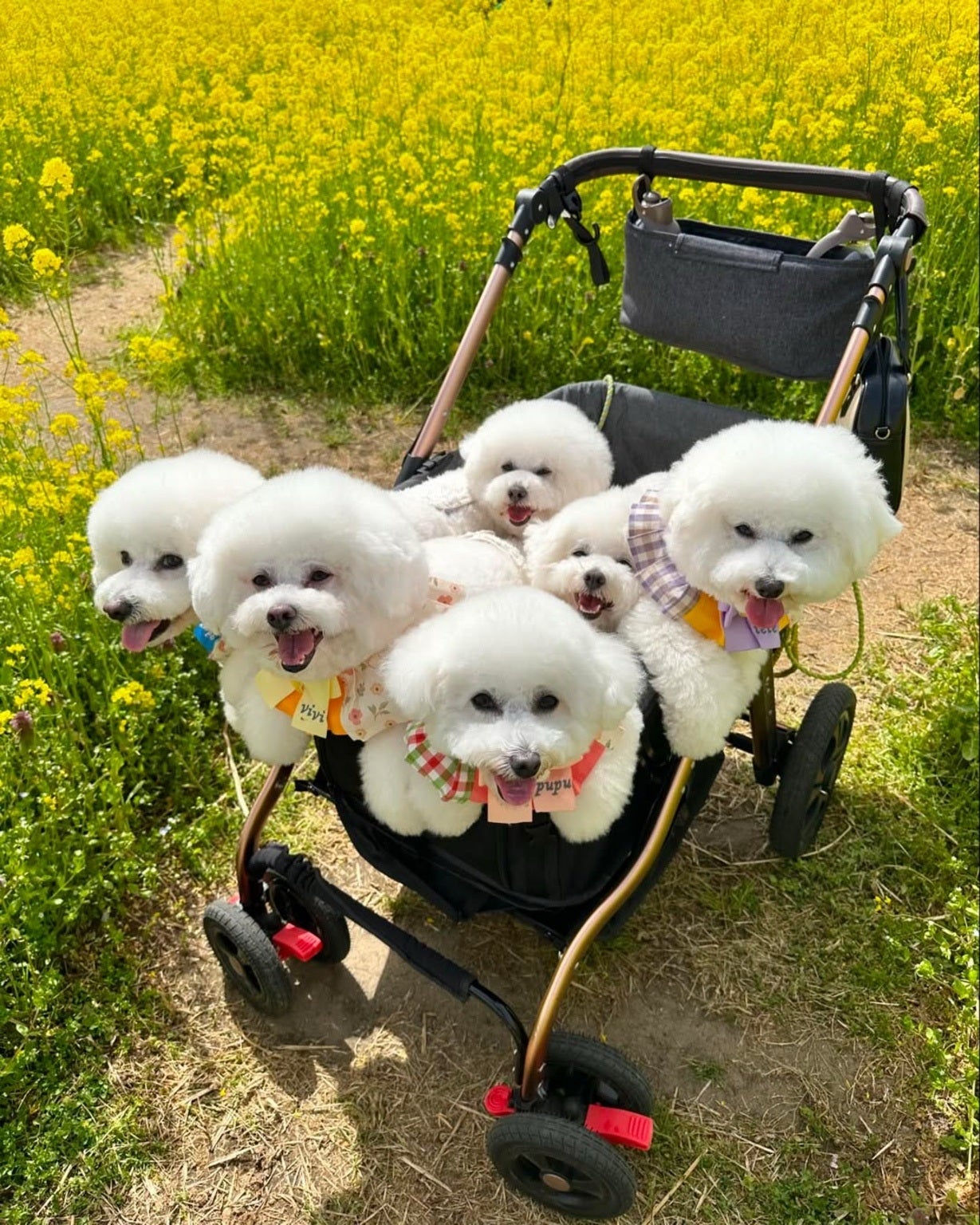 ゆうALLWAN premiumペットカート 大型犬用・多頭飼い用 ALLWAN PREMIUM｜大型犬・多頭飼い用ペットカート