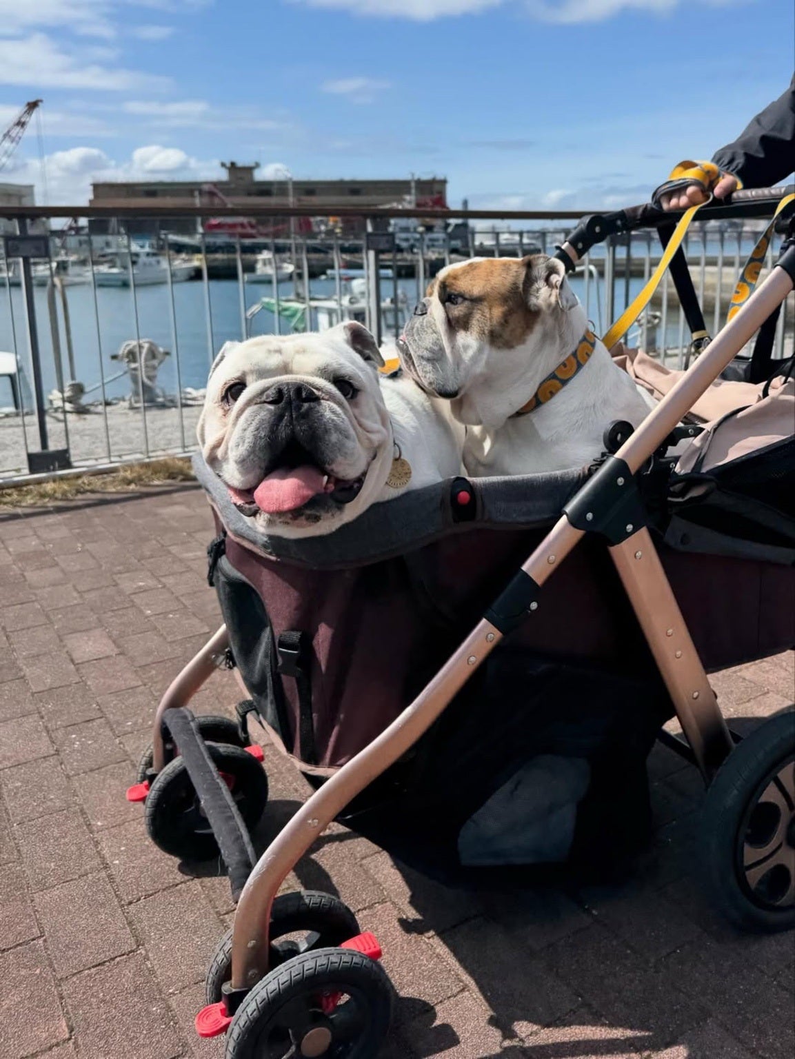 ゆうALLWAN premiumペットカート 大型犬用・多頭飼い用 ALLWAN PREMIUM｜大型犬・多頭飼い用ペットカート