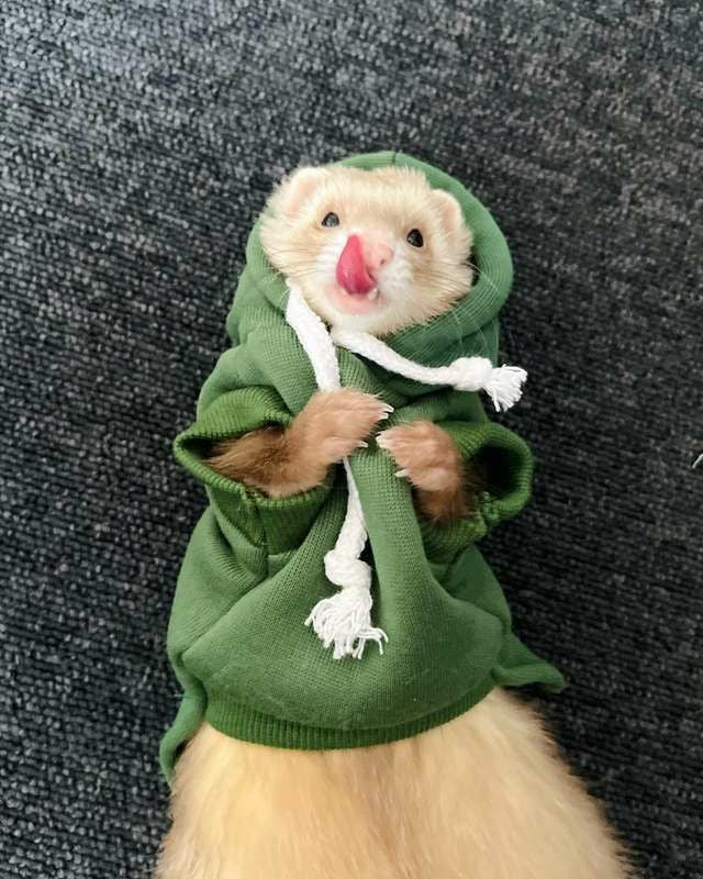 小動物用 フェレット 服 MarshalPet マーシャルペット フェレットの服