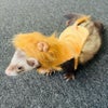 小動物用 フェレット 服 MarshalPet マーシャルペット フェレットの服 ライオンコスチューム