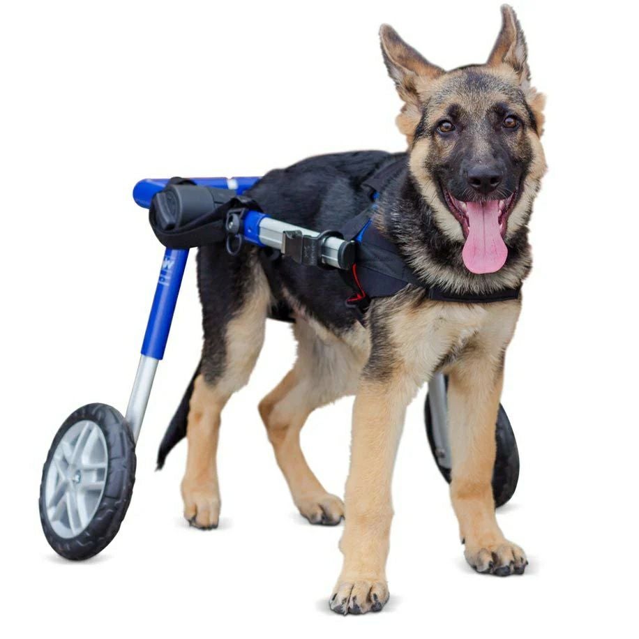 中型犬用 犬用車椅子 Walkin Wheels 正規品