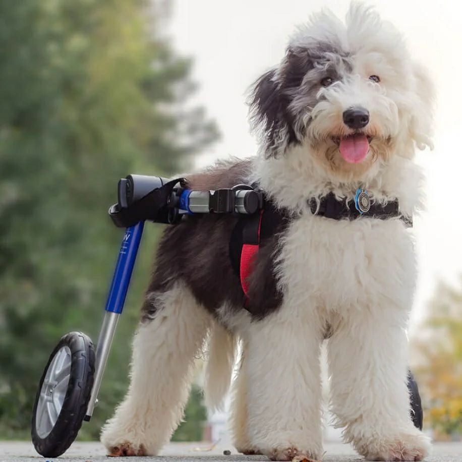 犬用 車椅子 Walkin Wheels ウォーキンホイールズ ドッグホイール