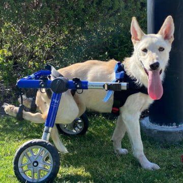犬用 車椅子｜Walkin Wheels ウォーキンホイールズ Mサイズ 中型犬用
