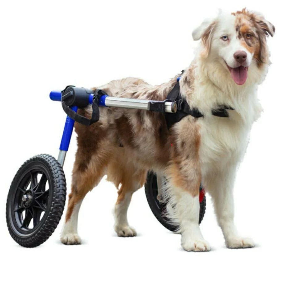 犬用 車椅子｜Walkin Wheels ウォーキンホイールズ MLサイズ 大型犬用