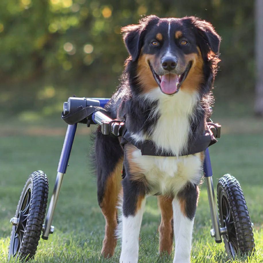 犬用 車椅子|Walkin Wheels ウォーキンホイールズ MLサイズ 大型犬用 犬用 車椅子|Walkin Wheels ウォーキンホイールズ MLサイズ 大型犬用