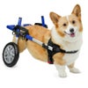 犬用 車椅子 Walkin Wheels ウォーキンホイールズ ドッグホイールチェア コーギー コーギー専用車椅子