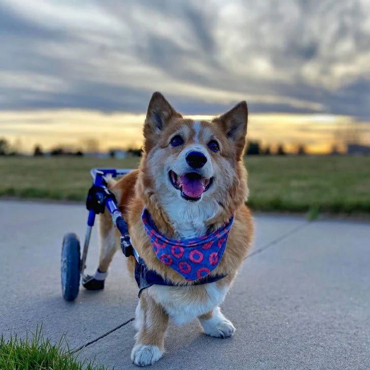 コーギー専用 犬用車椅子 Walkin Wheels 正規品