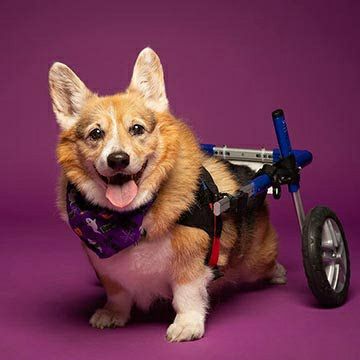 コーギー専用 犬用車椅子 Walkin Wheels 正規品