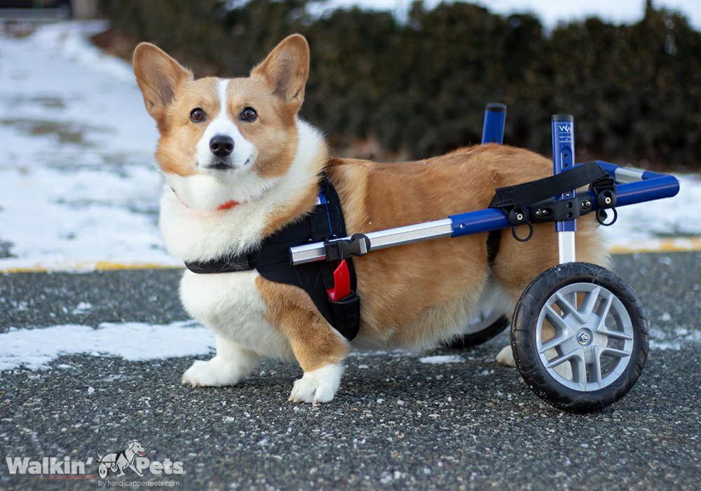 コーギー専用 犬用車椅子 Walkin Wheels 正規品