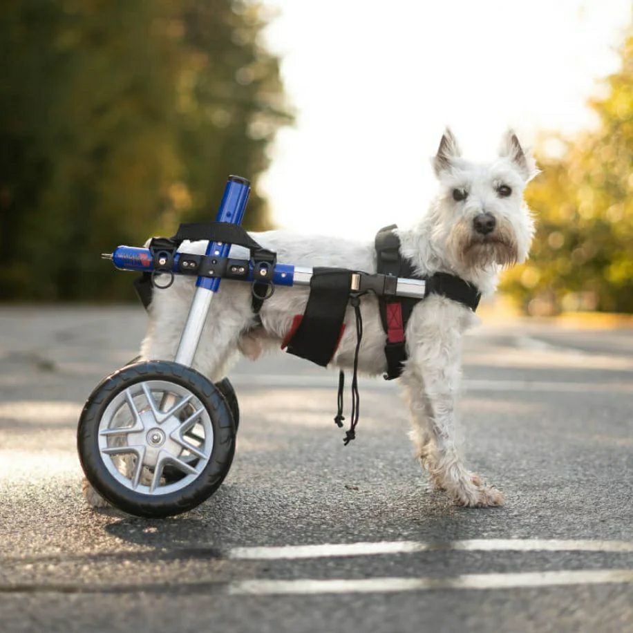 犬用車椅子 Walkin' Wheels 小型犬用｜DM・ヘルニア・シニア犬歩行補助