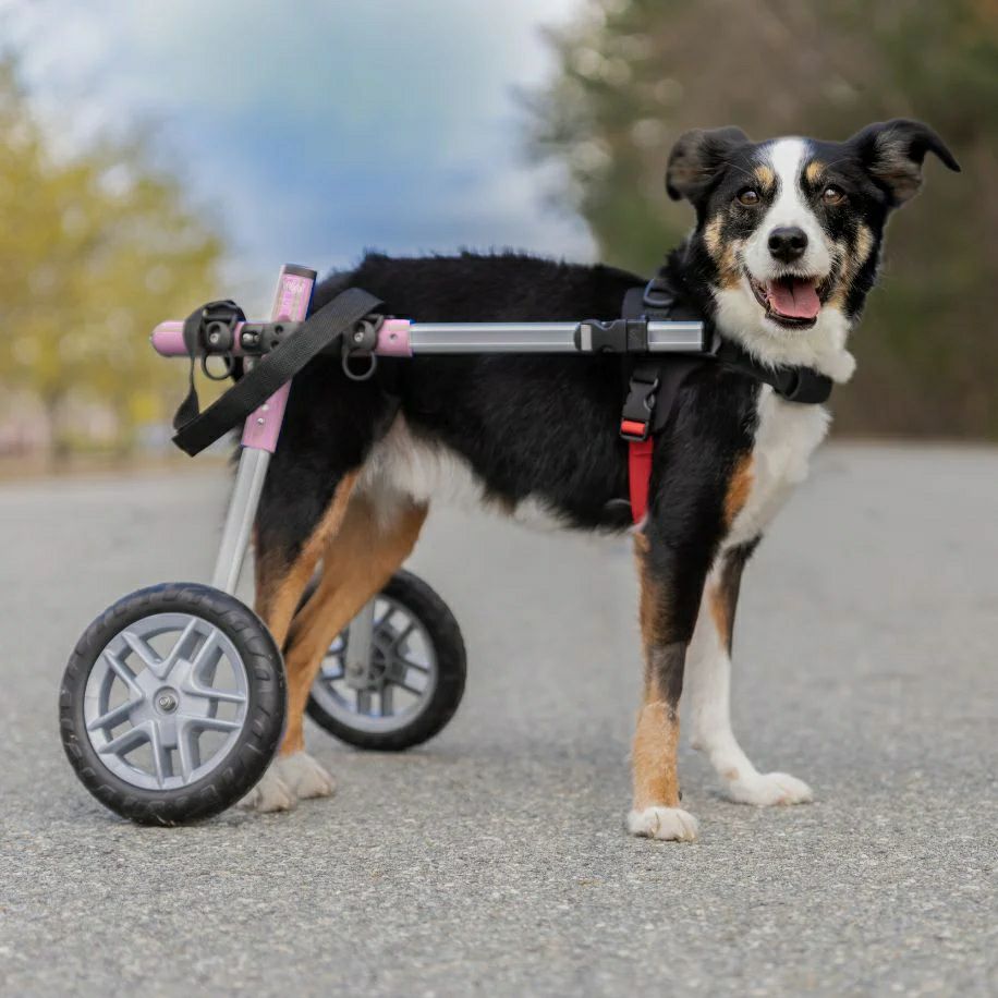 正規輸入品】犬用車椅子 Walkin' Wheels 小型犬用｜DM・ヘルニア