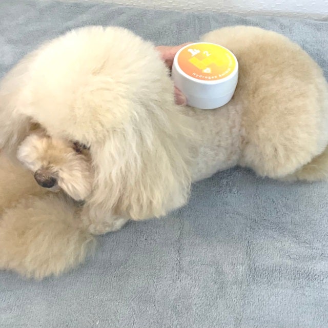 お家で水素灸 初めてミニセット 約16回分｜犬猫用 ナチュラル健康ケア